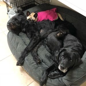 Meet your Posher, Douglas